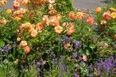 DSCF8222